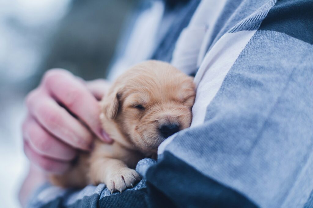 vet holds a newborn puppy